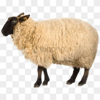 Free Png Real Sheep Png Png Image With Transparent - Transparent Background Sheep Png, Png Download