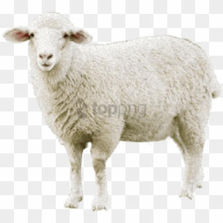 Free Png Sheep Png Images Png Image With Transparent - Sheep Png, Png Download