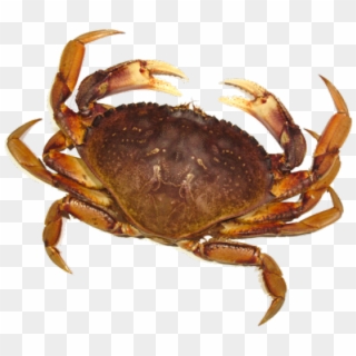 Crab Png Transparent Images - Crab Png, Png Download