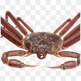 Crab Png Transparent Images - Caranguejo E Suas Pernas, Png Download