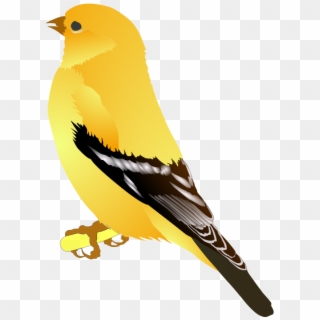 Finch Clip Art - Goldfinch Clipart, HD Png Download