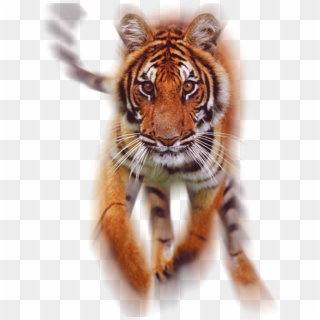 Where Did The Tiger Come From Anyway - Tiger Running Png Hd, Transparent Png