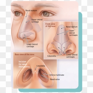 Meet With Dr - Anatomy Of The Nose Rhinoplasty, HD Png Download