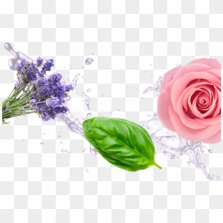 If You Like Lavender Escape, You'll Also Love - Lavender Png, Transparent Png