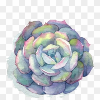 Ftestickers Watercolor Flower Succulent - Painting Succulents Watercolor, HD Png Download
