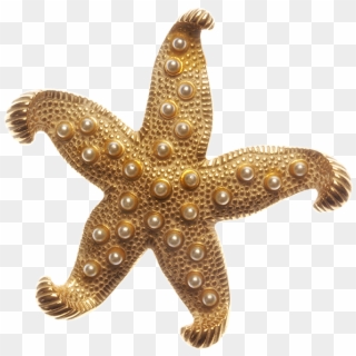 Banner Download Starfish Transparent Gold - Gold Starfish Png, Png Download