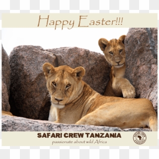 Happy Easter - Cougar, HD Png Download