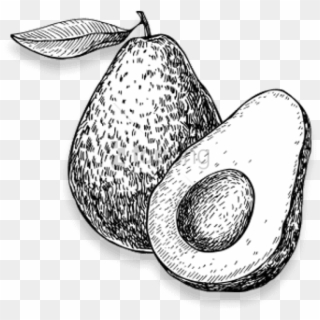 Free Png Black And White Picture Of Avocado Png Image - Avocado Black And White, Transparent Png