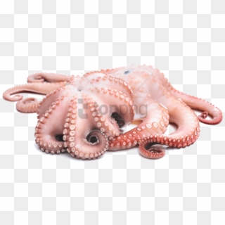 Free Png Octopus Png Png Images Transparent - Octopus Png, Png Download