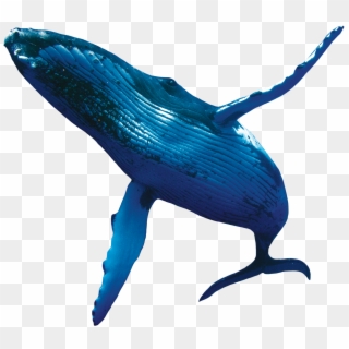 Download Whale Fish Png Transparent Images Transparent - Real Blue Whale Transparent Background, Png Download