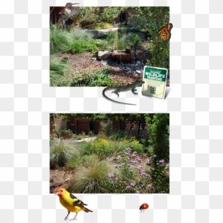 The Xeric Garden Club Of Albuquerque Is Helping To - Yard, HD Png Download