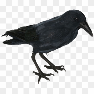 Realistic Crow, HD Png Download