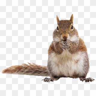 Fox Squirrel White Background, HD Png Download