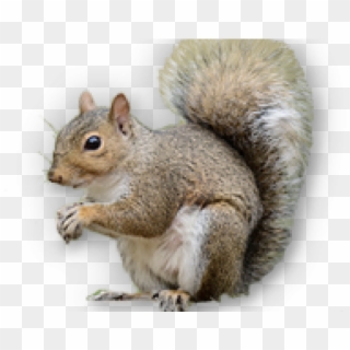 Squirrel Png Transparent Images - Fox Squirrel, Png Download
