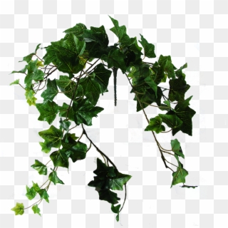 Flowerdutchess Ivy Green 60cm - Datura, HD Png Download