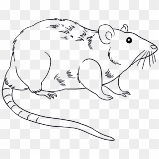 Drawn Rat Step By Step - Drawing, HD Png Download