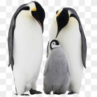 Penguin Png Free Download - Penguin Iphone 8 Plus, Transparent Png