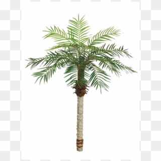 5' Date Palm Tree X15 W/525 Leaves - Palm Trees, HD Png Download