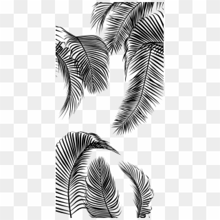 #palm Tree #leaves - Palm Trees, HD Png Download