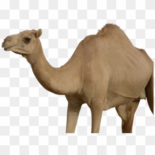 Camel Png - Transparent Background Llama Transparent, Png Download