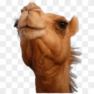 Download Camel Head Png Images Background - Camels Png, Transparent Png