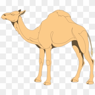 Camel 4 Free Vector - Clip Art Of Camel, HD Png Download