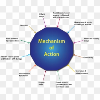 Mechanism Of Action Studies - Cytokines Mechanism Of Action, HD Png Download