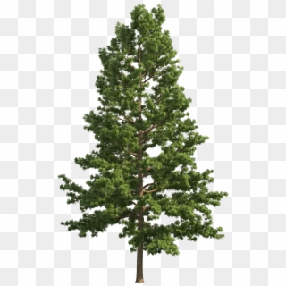 Pine Realistic Tree Png Clip Art - Pine Tree Png Free, Transparent Png