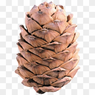 Light Brown Pine Cone - Шишка Пнг, HD Png Download