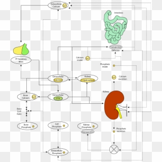 Calcium Homeostasis Diagram, HD Png Download