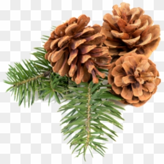 Pine Cone Icon Png Free - Christmas Pine Cone Png, Transparent Png