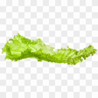 Lettuce - Tree, HD Png Download