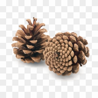 Pine Cone Png Image Background - Pinecone Hygrometer, Transparent Png