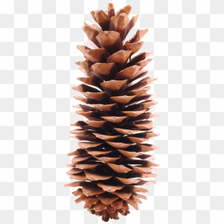 Pinecone Png, Transparent Png