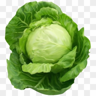 Jpg Freeuse Library Health Benefits Of - Cabbage Png, Transparent Png