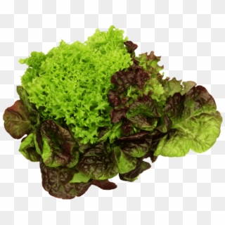 About Us - Red Leaf Lettuce, HD Png Download