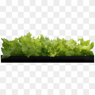 A Row Of Leaf Lettuce - Iceburg Lettuce, HD Png Download