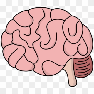 Brain Clipart, HD Png Download