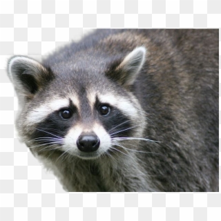 Raccoon Png Image - Zombie Coon Robert Coggeshall, Transparent Png