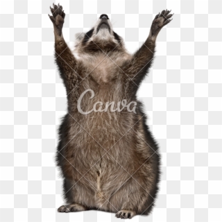 Years Old Reaching Up In Front Of - Racoon With White Background, HD Png Download