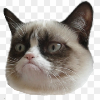 Funny Cat Face Png - Grumpy Cat Face Png, Transparent Png