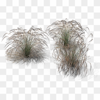 Ornamental Grasses - Stipa Png, Transparent Png