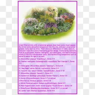 Ornamental Grasses Garden Plan Ornamental Grass Landscape, - Ornamental Plant, HD Png Download