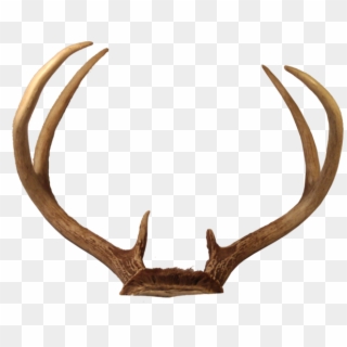 Deer Horns Png, Transparent Png