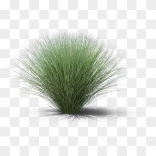Sweet Grass, HD Png Download