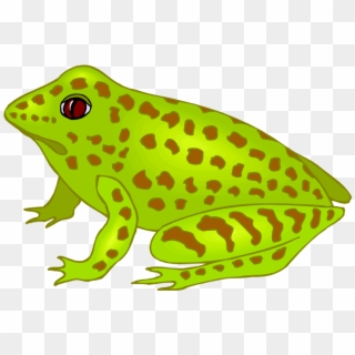 Free Frog Clipart - Adult Frog Clip Art, HD Png Download