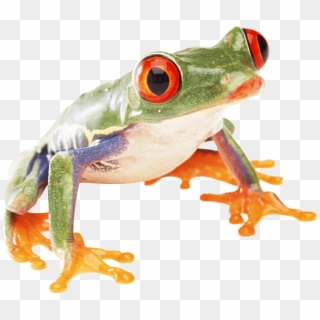 Free Png Download Frog Png Images Background Png Images - Tree Frog Transparent Background, Png Download