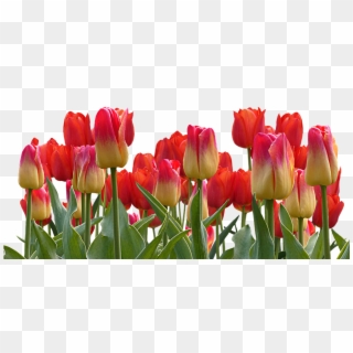 Tulips, Spring, Nature, Flower, Flowers - Tulip Garden Png, Transparent Png