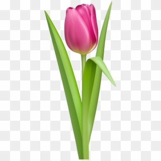 Tulip Clipart No Background - Tulip Clipart, HD Png Download