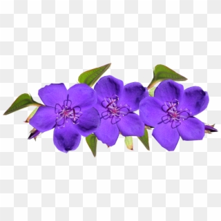 Purple, Flowers, Arrangement, Garden - 보라색 꽃 Png, Transparent Png